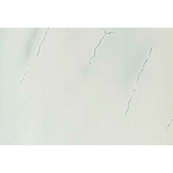 Стеновая панель ПВХ Олимпия Мрамор серый (250х2700х10мм)